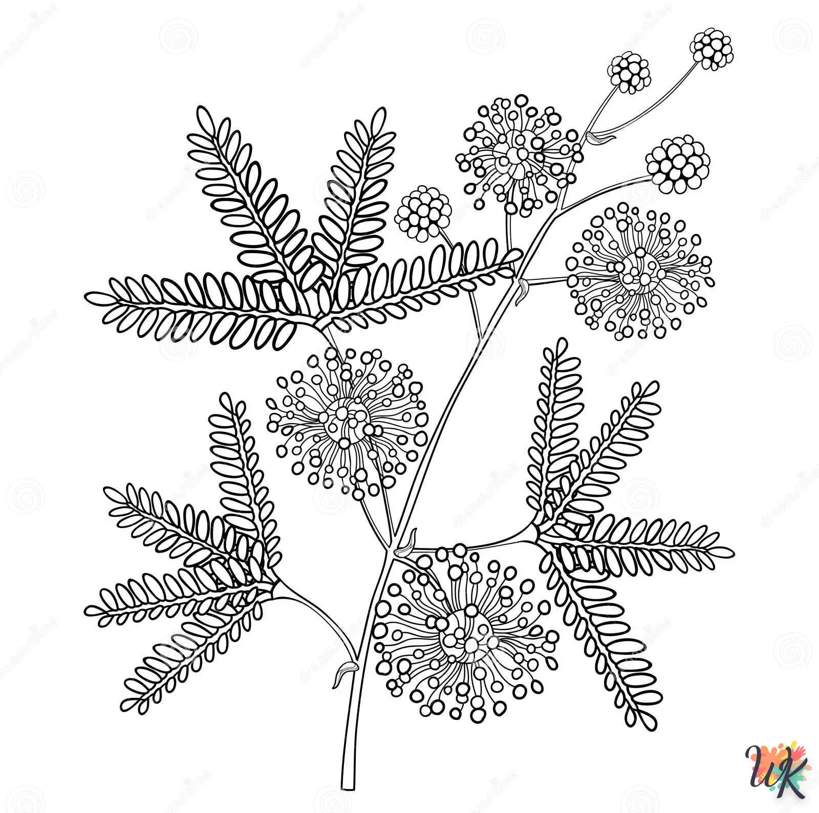 Mimosa 7 Disegni da Colorare Mimosa 5